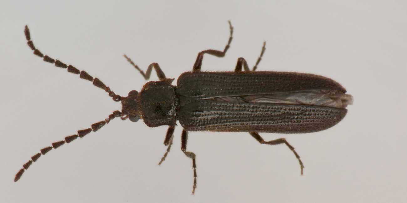 Omalisidae:  Phaeopterus unicolor